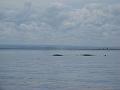 Baleines 035